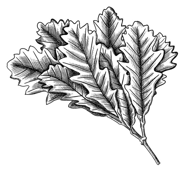 Hand getekende inkt eiken blad - Vector, afbeelding