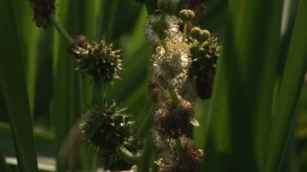 Quatro tiros de abelha coletando pólen de flores silvestres
 - Filmagem, Vídeo