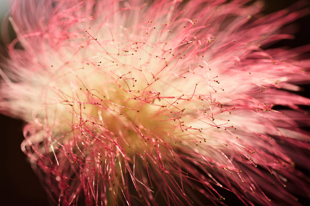 bela flor de madeira decorativa albizia, para fundo borrado
 - Foto, Imagem