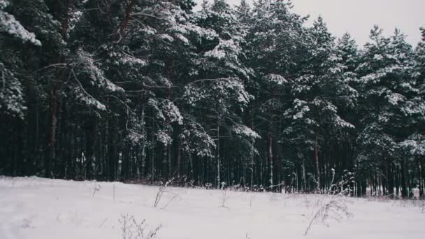Zima w lesie sosnowym ośnieżonych choinek - Materiał filmowy, wideo