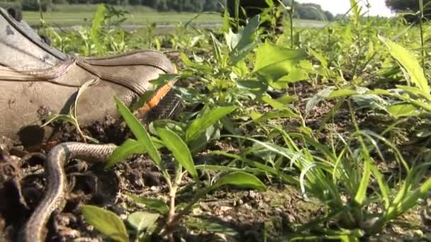 Young grass snake captured under the shoe - Footage, Video