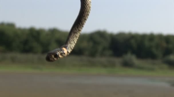  Four shots of the young grass snake - Footage, Video