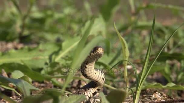 two shots of a grass snake in their natural habitat - Footage, Video