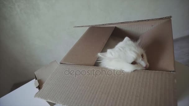 White Cat Crawled Into the Box and Sitting Inside It. - Metraje, vídeo