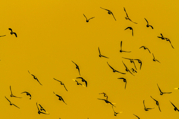 repülő kismadarak - Fotó, kép