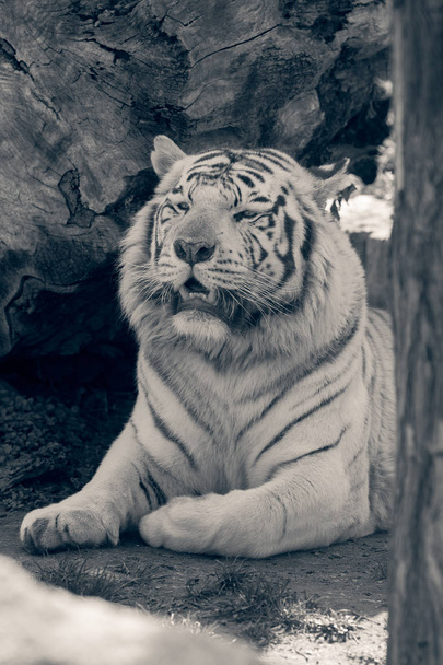 beautiful white tiger in zoo, note shallow depth of field - Photo, Image