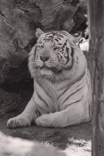 όμορφη λευκή τίγρη στο ζωολογικό κήπο, σημειώστε ρηχό βάθος πεδίου - Φωτογραφία, εικόνα