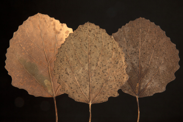 Dry fallen autumn leaf - Фото, изображение