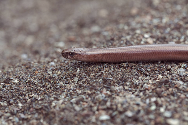 слепой червь на скале в природе, обратите внимание на низкую глубину поля
 - Фото, изображение