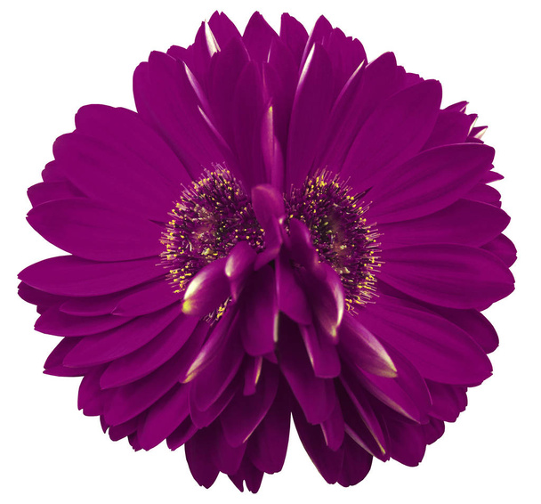 Gerbera flores violeta. Primer plano. hermosa flor de dos. fondo blanco. Naturaleza
. - Foto, Imagen
