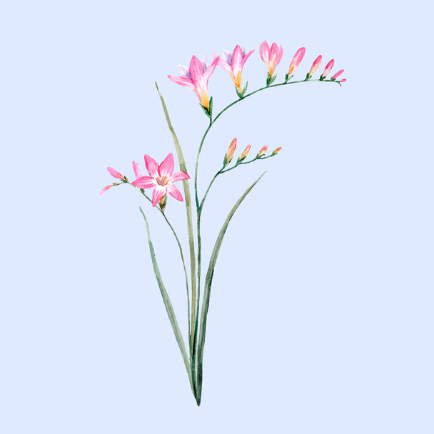 Watercolor pink freesia flower - Wektor, obraz