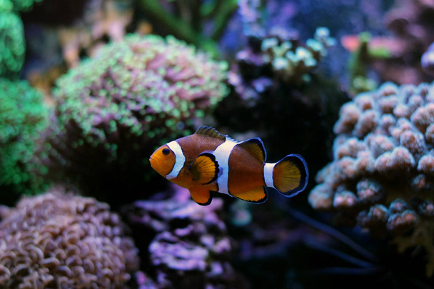 Nemo real (Amphiprion Ocellaris
) - Foto, Imagen