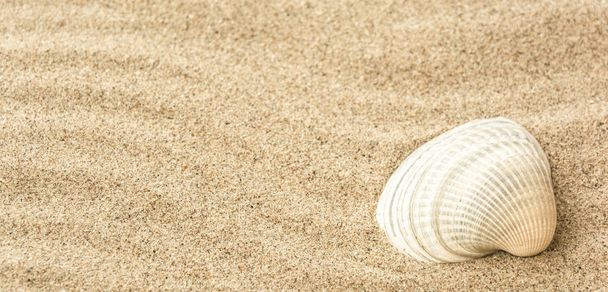 Conchiglie sulla sabbia della spiaggia
 - Foto, immagini