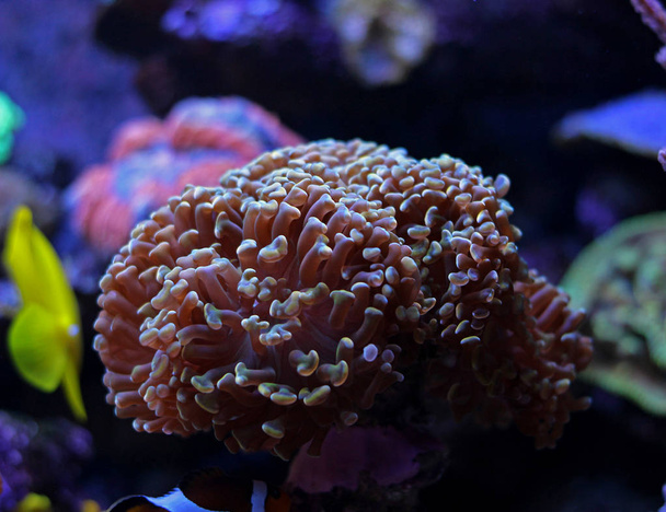 Hammer LPS Coral - Photo, Image