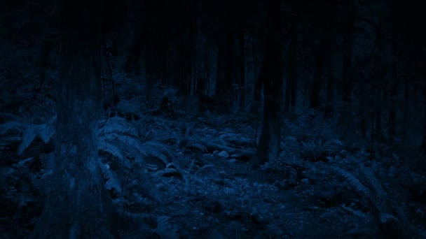 Nachts durch Wald ziehen - Filmmaterial, Video