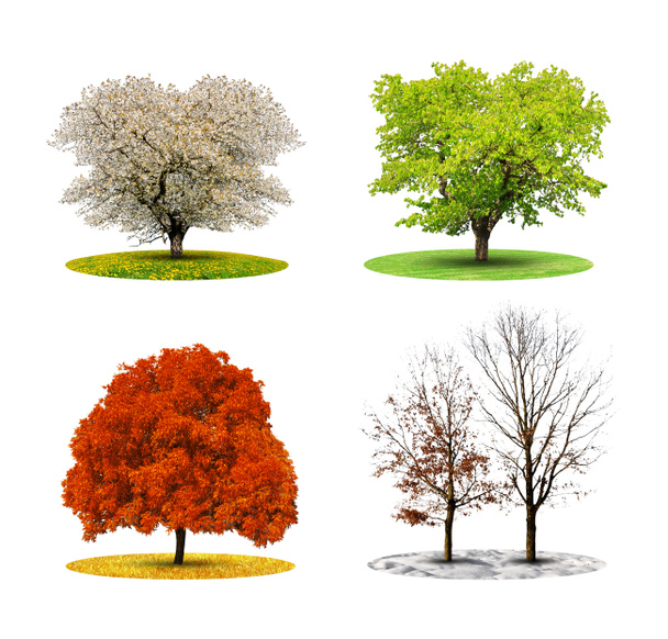 dört mevsim ağacında - Fotoğraf, Görsel
