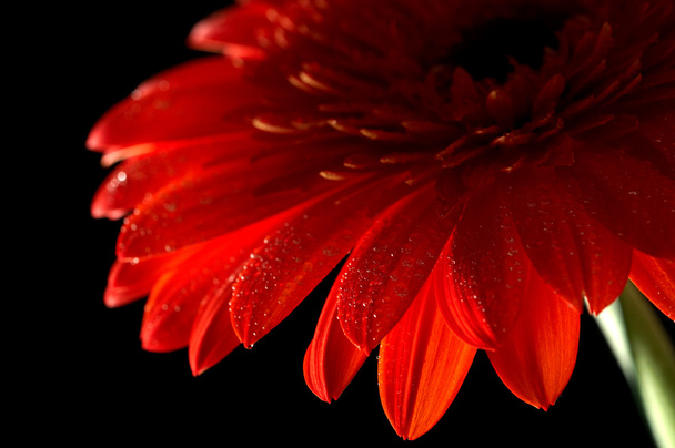 Red daisy-gerbera on black background - Foto, Bild