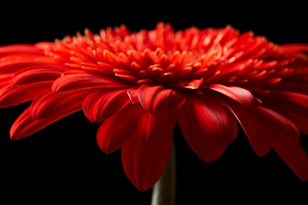 Red daisy-gerbera on black background - Fotografie, Obrázek