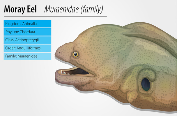 Moray eel - Vector, Image