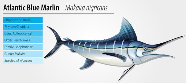 Marlin azul de Altantic
 - Vector, imagen