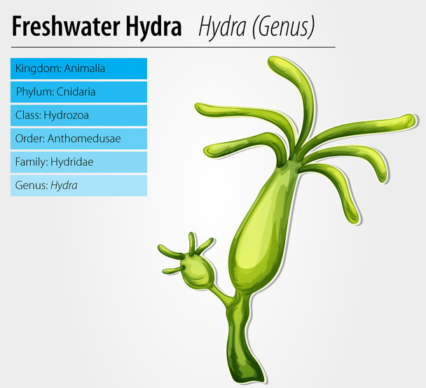 Hidra de agua dulce
 - Vector, imagen