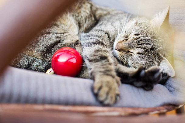 Tabby cat sleeps with the New Year or Christmas red toy - Foto, imagen