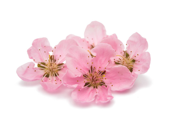 Fiori di ciliegio, fiori di sakura isolati
  - Foto, immagini