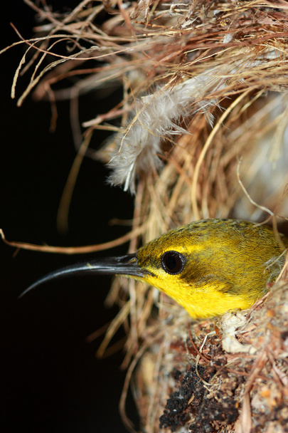 oliwkowa sunbird - Zdjęcie, obraz