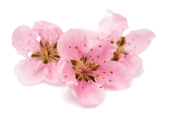 κεράσι ανθίσει, sakura λουλούδια απομονωθεί  - Φωτογραφία, εικόνα