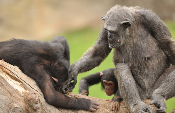 Two big chimpanzees sitting on wood - Photo, Image