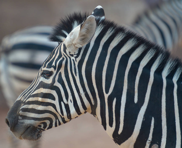 Side view portrait of zebra - Foto, imagen