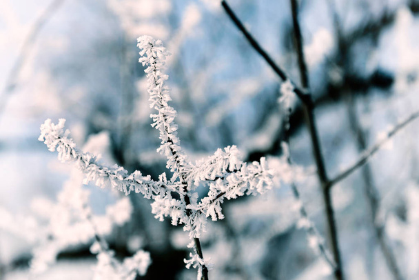 Macro van een takje vallende sneeuw en vorst in de winter - Foto, afbeelding