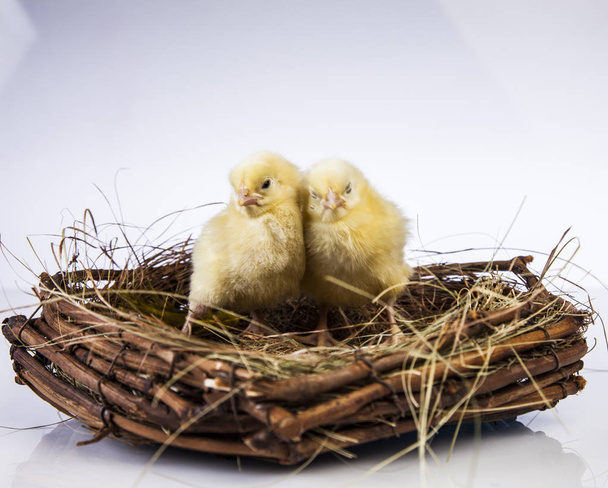 Paskalya bahar zaman küçük tavuk - Fotoğraf, Görsel