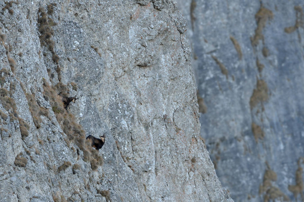 Chamois on rocky cliff - Photo, Image