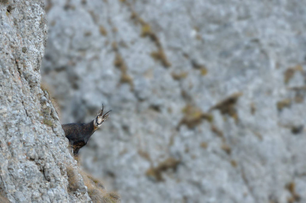 Gamuza en acantilado rocoso
 - Foto, imagen
