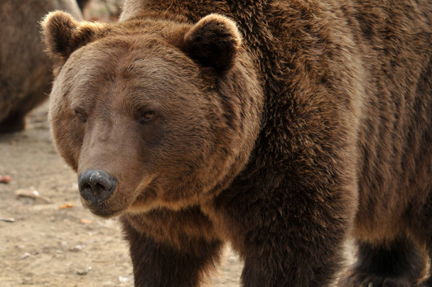 Portrait of big brown bear - Photo, Image