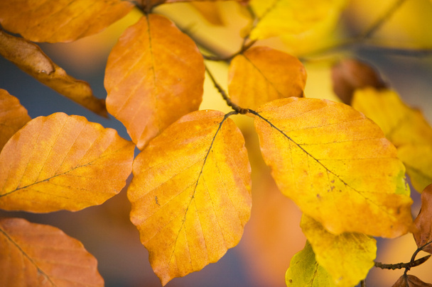 Colores cálidos del otoño
 - Foto, imagen