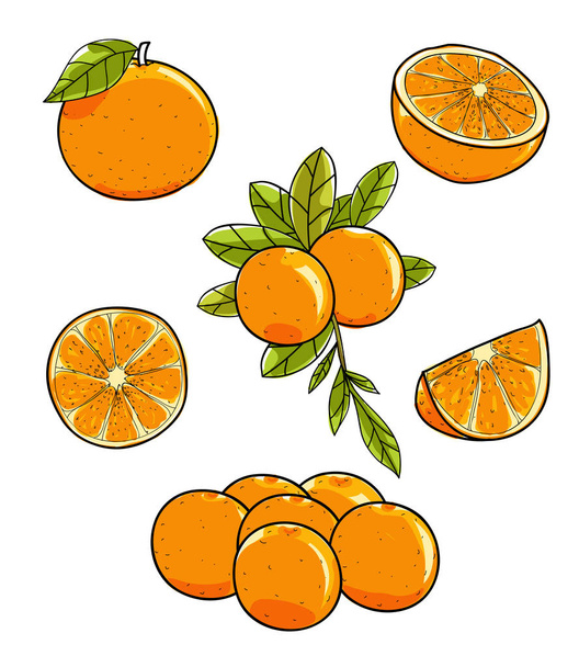 Vector de fruta naranja dibujado a mano sobre fondo blanco ilustración
 - Vector, Imagen
