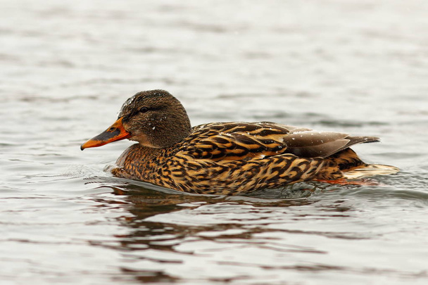 female mallard duck on water surface - Photo, Image