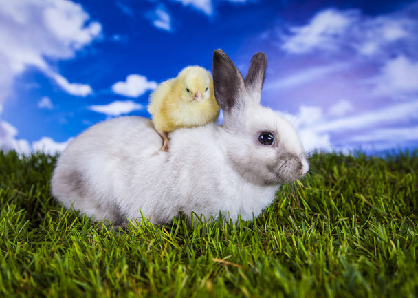 Easter chicken and rabbit in the spring time - Photo, Image