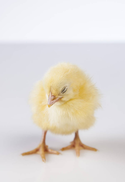 Easter little chicken - Photo, Image
