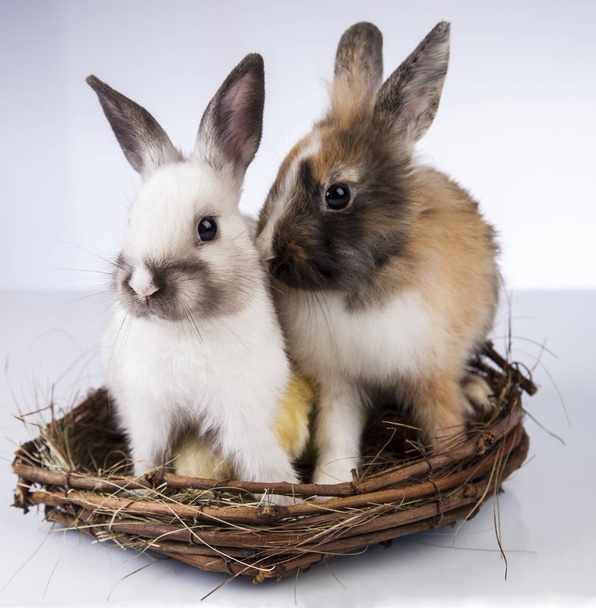 Velikonoční kuře a králík v jarním období - Fotografie, Obrázek