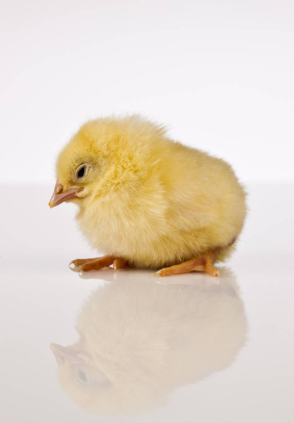 Pasen beetje kip in de de lentetijd - Foto, afbeelding