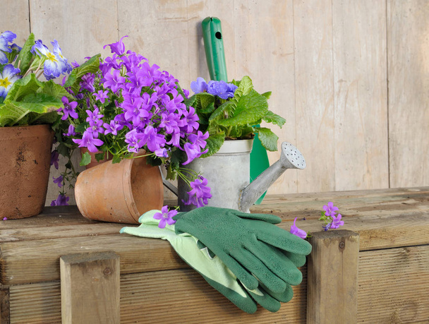 flores y herramientas de jardinería
 - Foto, Imagen