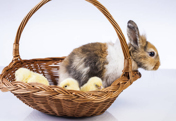 Velikonoční kuře a králík - Fotografie, Obrázek