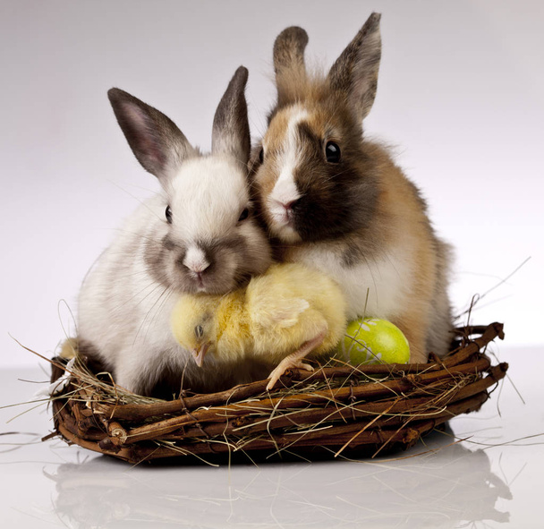 Easter chicken and rabbit - Photo, Image