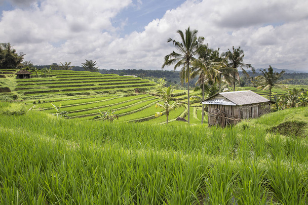 green rice fields in Ubud - Photo, image