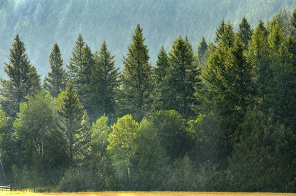 Pine Forest During Rainstorm Lush Trees - Foto, afbeelding