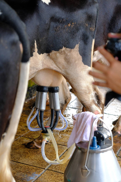 搾乳機でファームの牛乳を注ぐ女 - 写真・画像