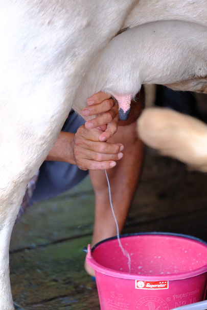タイの農家の手によって牛乳を注ぐ女 - 写真・画像
